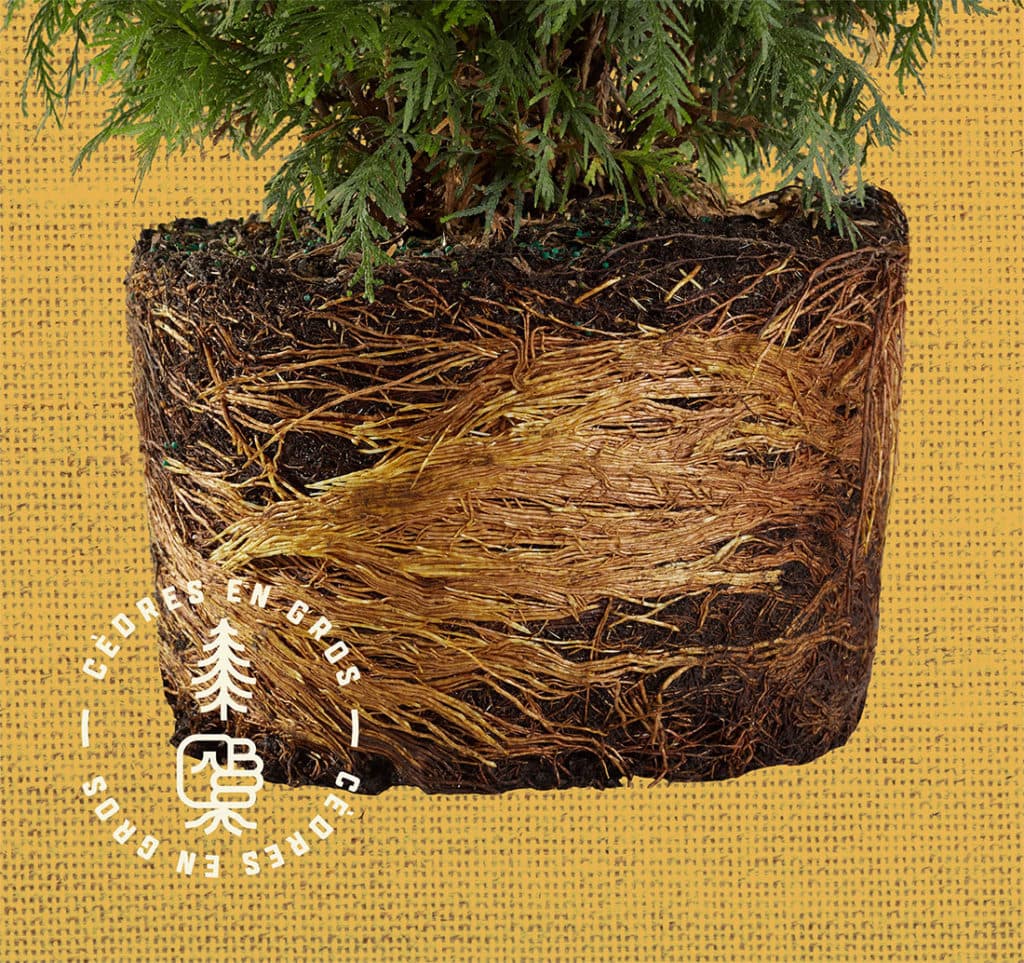 Cèdres de première qualité