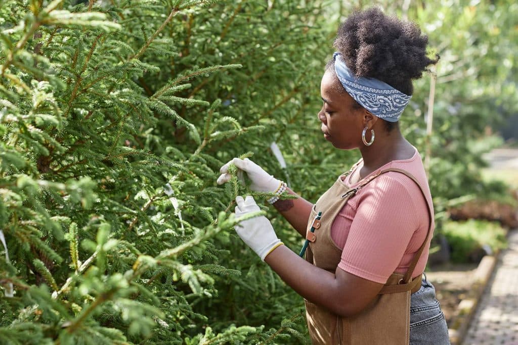 Entretien des haies de cèdres au Québec : conseils pour une croissance rapide