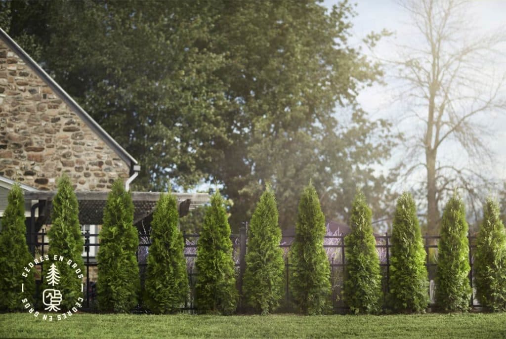 Quel cèdre choisir pour une haie dense au Québec