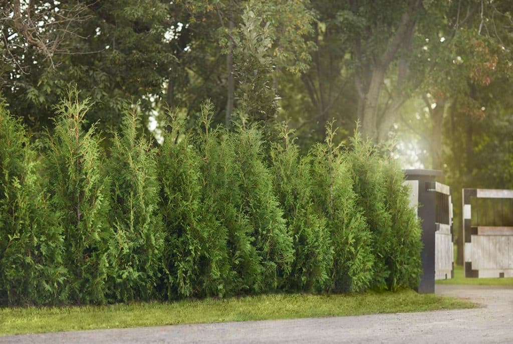 Guide complet sur les cèdres au Québec : types, avantages et entretien