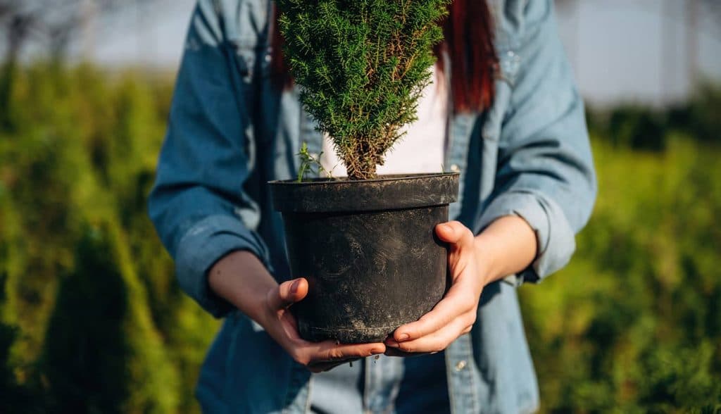Les erreurs à éviter lors de la plantation de cèdres (Montréal, Rive-Sud, Estrie)