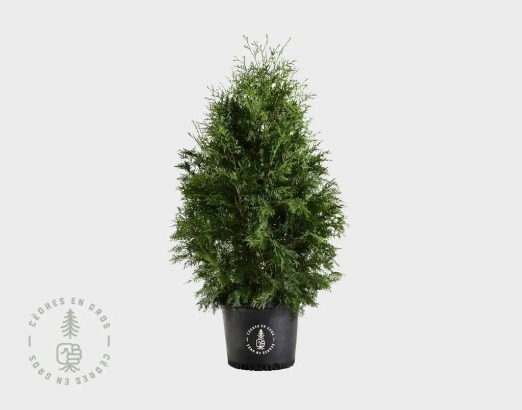 Cèdres en pot